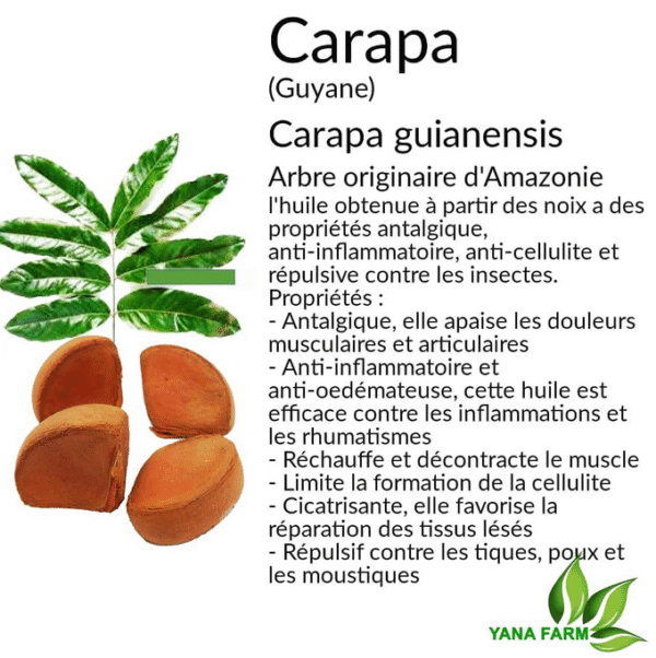 Huile de Couachi et Carapa – Image 2