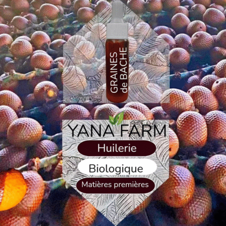 Découvrez les  Bienfaits de l'huile de fruits de Bâche biologique