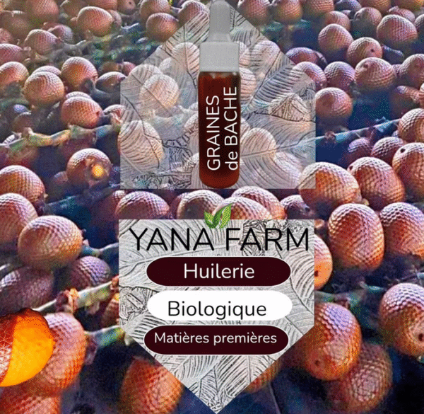 Découvrez les  Bienfaits de l'huile de fruits de Bâche biologique