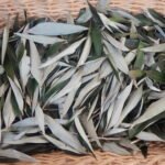 Huile de feuilles d'argent et Carapa – Image 2