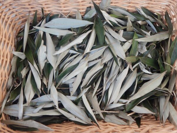 Huile de feuilles d'argent et Carapa – Image 2